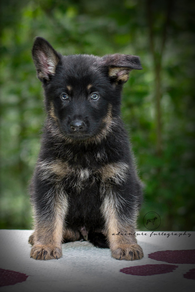 The Best Way To Raise A Puppy! - Precision K-9 Services