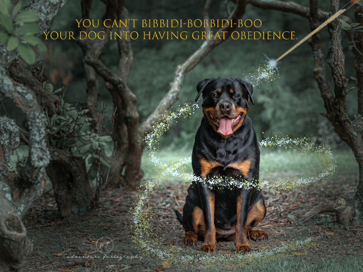 Rottweiler with great obedience didn't magically happen.