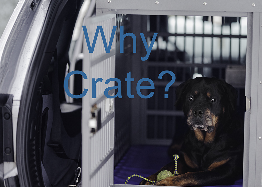 Faith Rottweiler in crate in car