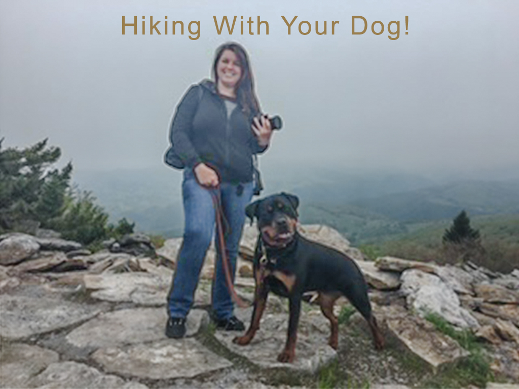 Hiking WV Dog